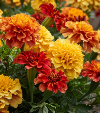 Aksamitka Strawberry Blonde – Tagetes patula – nasiona aksamitki