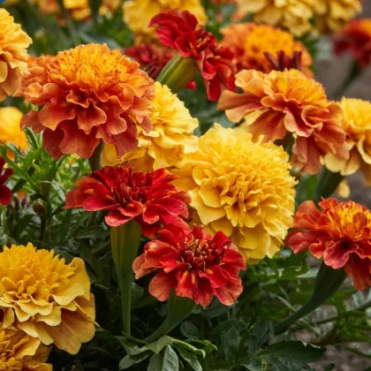 Aksamitka Strawberry Blonde – Tagetes patula – nasiona aksamitki