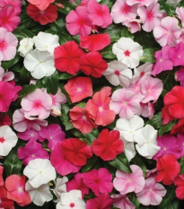Barwinek Pacifica XP Mix – Catharanthus roseus – nasiona barwinka