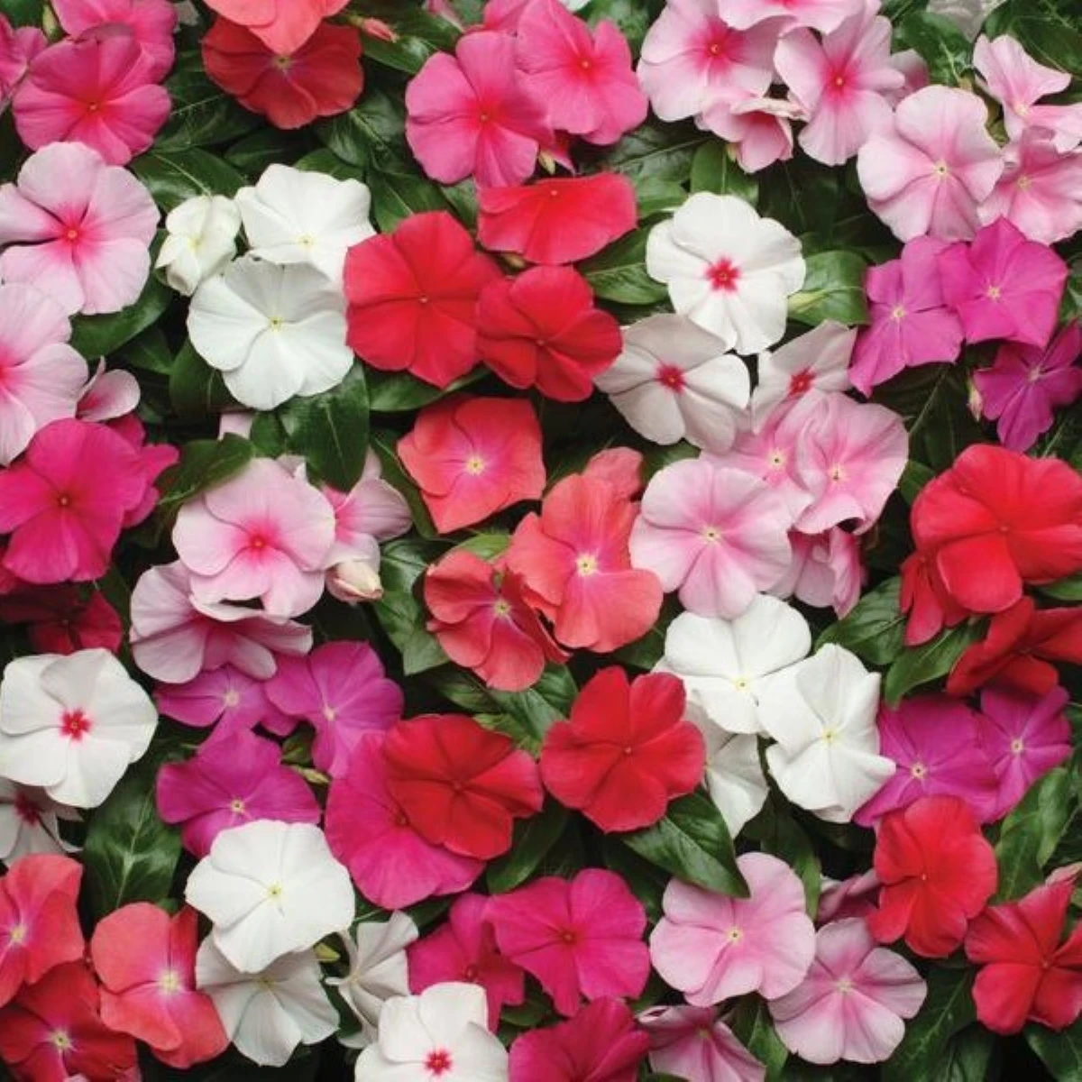 Barwinek Pacifica XP Mix – Catharanthus roseus – nasiona barwinka