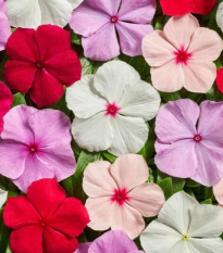 Barwinek Volcano Mix F1 – Catharanthus roseus – nasiona barwinka