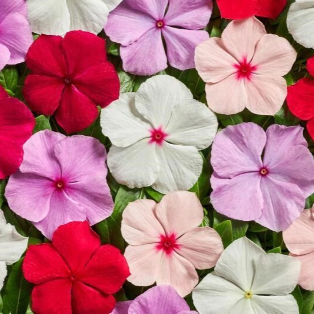 Barwinek Volcano Mix F1 – Catharanthus roseus – nasiona barwinka