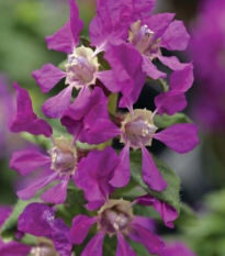 Hlazenec ognisty Violet – japońska mirtowa roślina – Cuphea llavea – nasiona hlazenca – 15 szt.