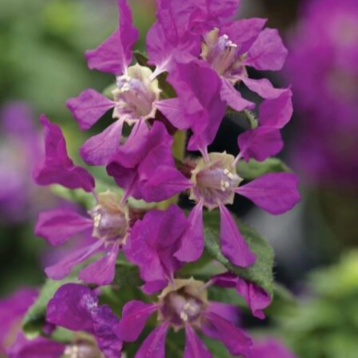 Hlazenec ognisty Violet – japońska mirtowa roślina – Cuphea llavea – nasiona hlazenca