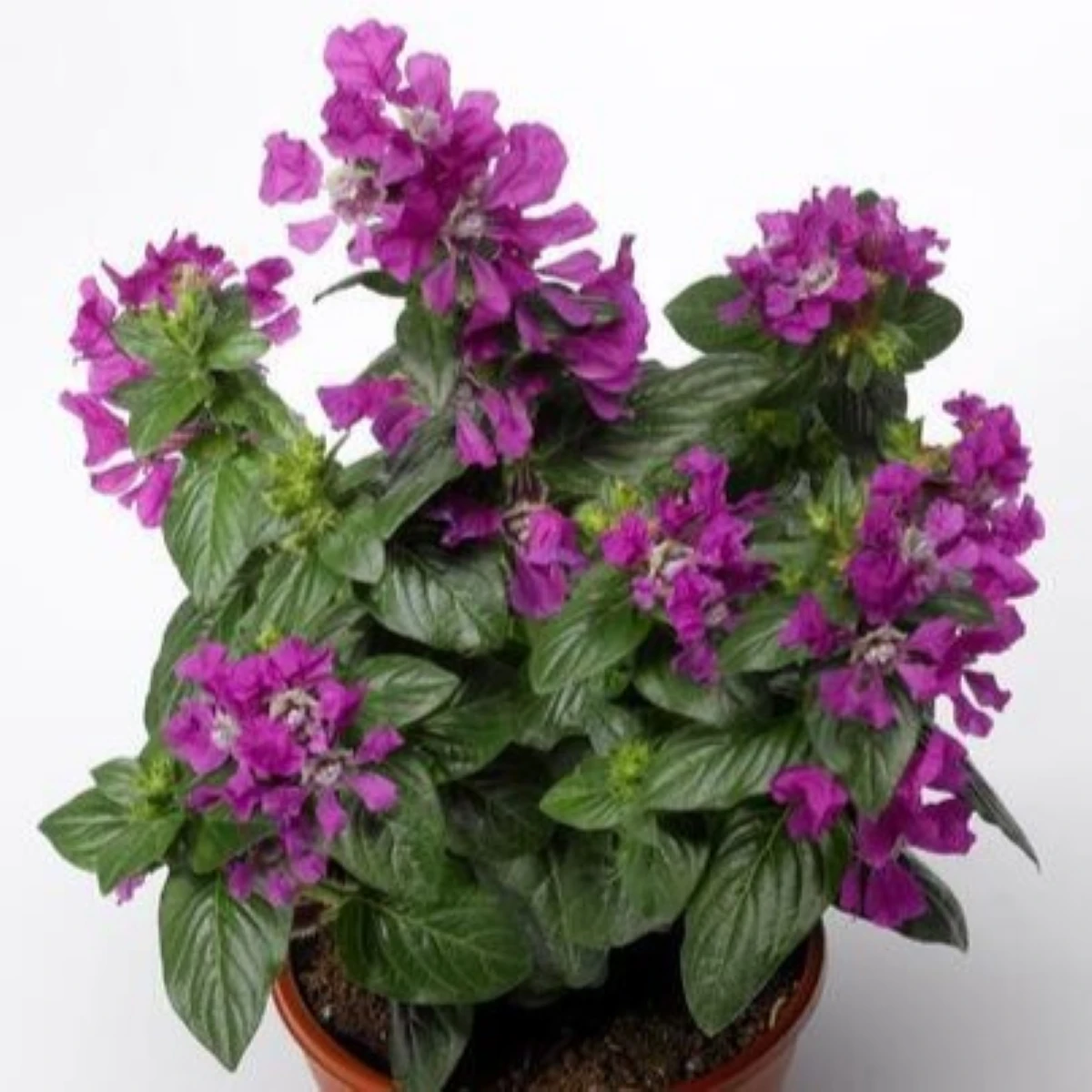 Hlazenec ognisty Violet – japońska mirtowa roślina – Cuphea llavea – nasiona hlazenca