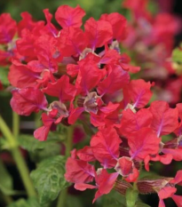Hlazenec ognisty Rose – japońska mirtowa roślina – Cuphea llavea – nasiona hlazenca