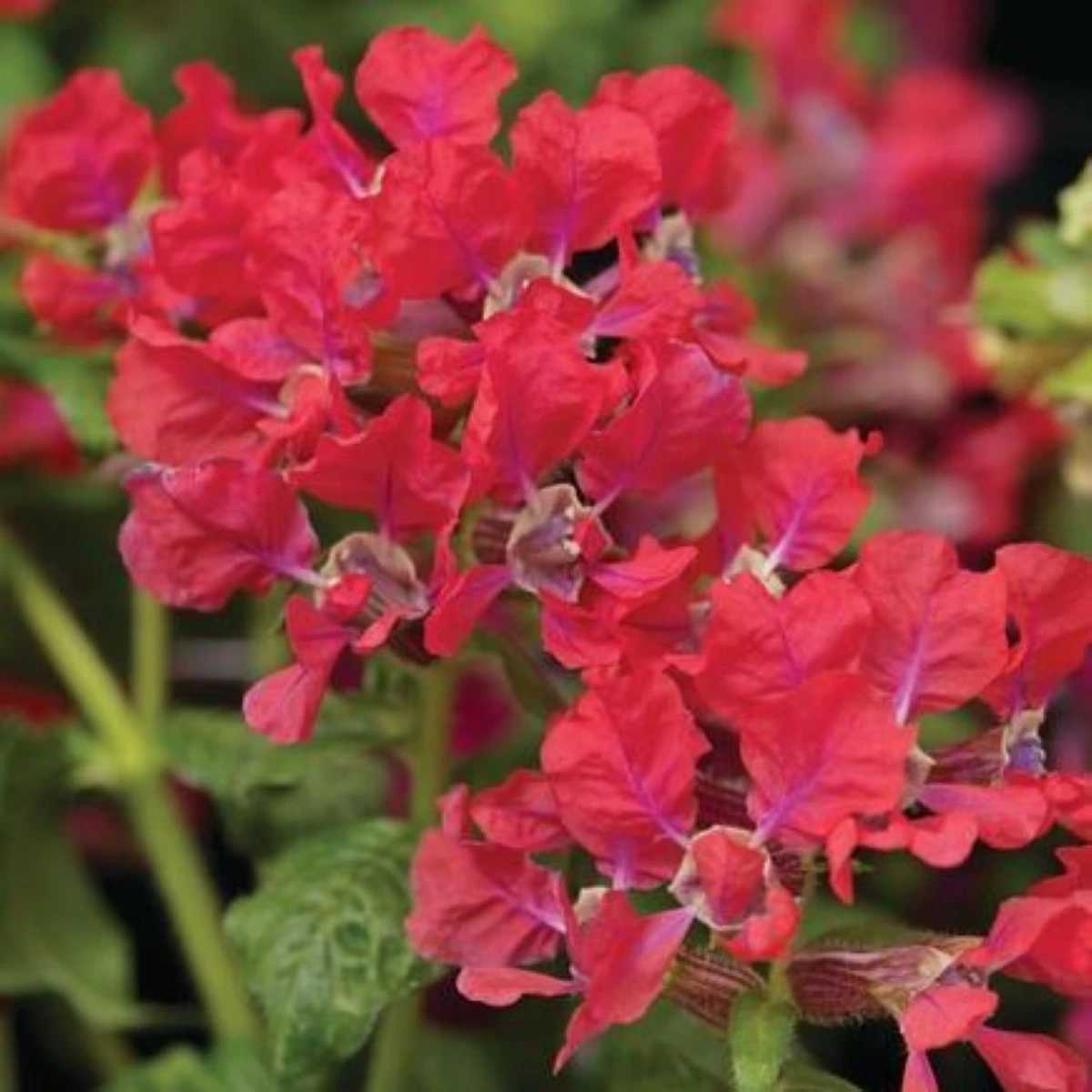 Hlazenec ognisty Rose – japońska mirtowa roślina – Cuphea llavea – nasiona hlazenca