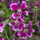 Hlazenec Lavender Bicolor – japońska mirtowa roślina – Cuphea llavea – nasiona hlazenca