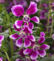 Hlazenec Lavender Bicolor – japońska mirtowa roślina – Cuphea llavea – nasiona hlazenca