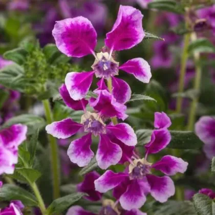 Hlazenec Lavender Bicolor – japońska mirtowa roślina – Cuphea llavea – nasiona hlazenca