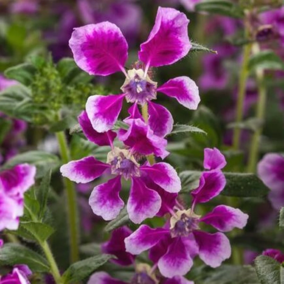 Hlazenec Lavender Bicolor – japońska mirtowa roślina – Cuphea llavea – nasiona hlazenca