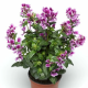 Hlazenec Lavender Bicolor – japońska mirtowa roślina – Cuphea llavea – nasiona hlazenca