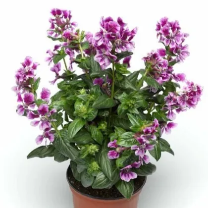 Hlazenec Lavender Bicolor – japońska mirtowa roślina – Cuphea llavea – nasiona hlazenca