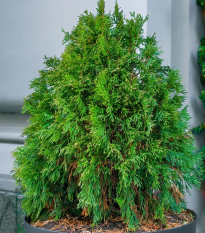 Żywotnik wschodni Compacta (Platycladus orientalis) – nasiona tui