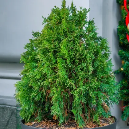 Żywotnik wschodni Compacta (Platycladus orientalis) – nasiona tui