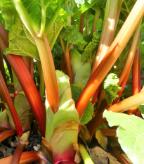 Rabarbar ‘Goliath’ – Rheum rhabarbarum – sadzonka rabarbaru