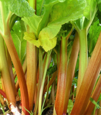 Rabarbar Timperley Early – Rheum rhabarbarum – sadzonka rabarbaru