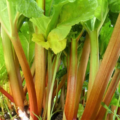 Rabarbar Timperley Early – Rheum rhabarbarum – sadzonka rabarbaru
