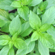 BIO Bazylia o średniej wielkości liściach – Ocimum basilicum – ekologiczne nasiona bazylii