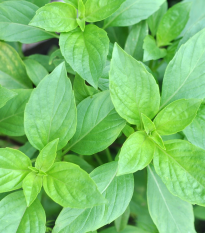 BIO Bazylia o średniej wielkości liściach – Ocimum basilicum – ekologiczne nasiona bazylii