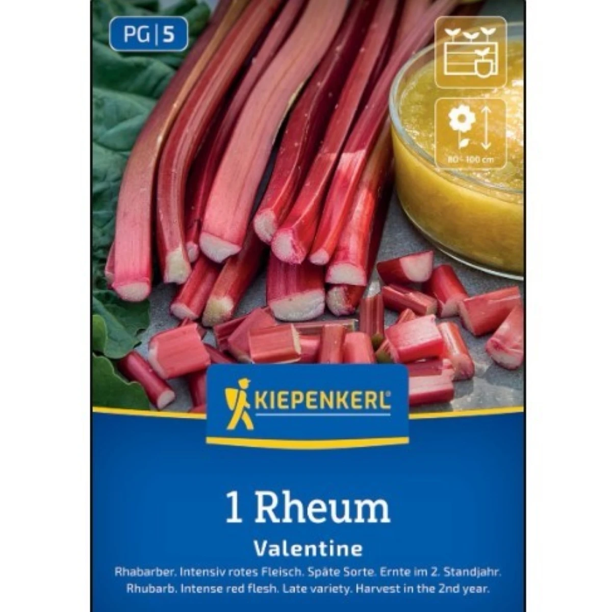Rabarbar Valentine – Rheum rhabarbarum – sadzonki rabarbaru