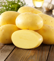 BIO ziemniaki sadzeniaki Agria – sprzedaż sadzeniaków w jakości BIO