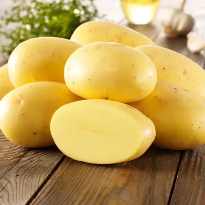 BIO ziemniaki sadzeniaki Agria – sprzedaż sadzeniaków w jakości BIO