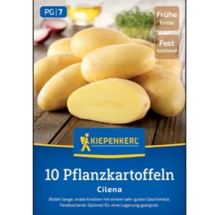 Sadzeniakowe ziemniaki Cilena – sadzeniaki wczesnych ziemniaków