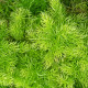 Szparag Sprengera - Asparagus densiflorus Sprengeri - nasiona szparagów - 12 szt.