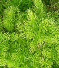 Szparag Sprengera - Asparagus densiflorus Sprengeri - nasiona szparagów - 12 szt.