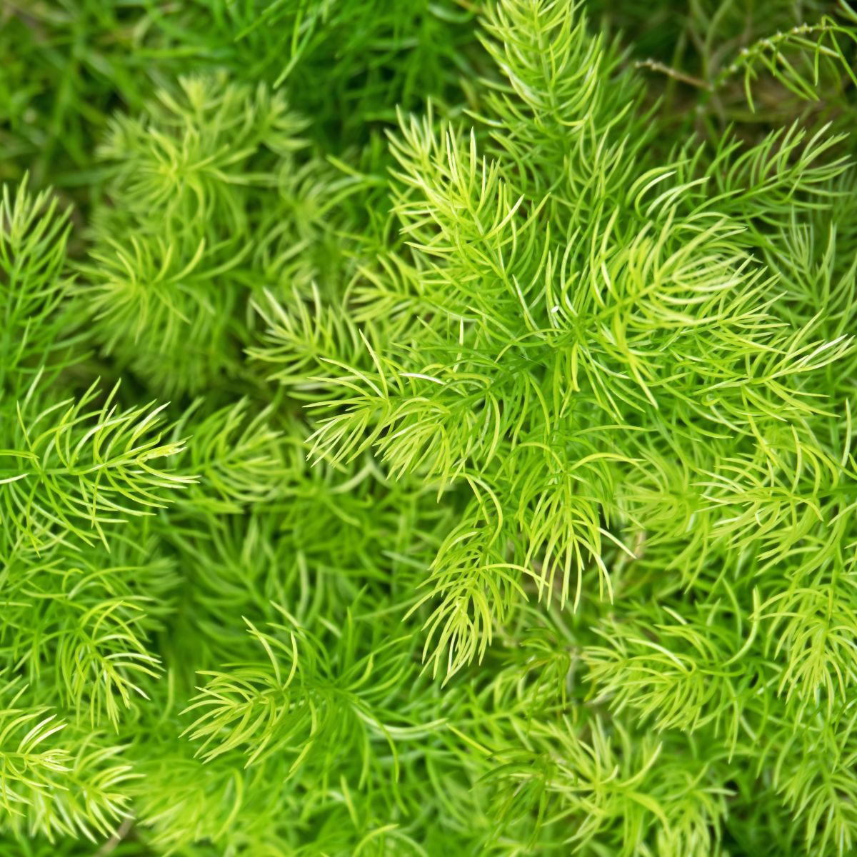 Szparag Sprengera - Asparagus densiflorus Sprengeri - nasiona szparagów - 12 szt.