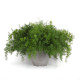 Szparag Sprengera - Asparagus densiflorus Sprengeri - nasiona szparagów - 12 szt.