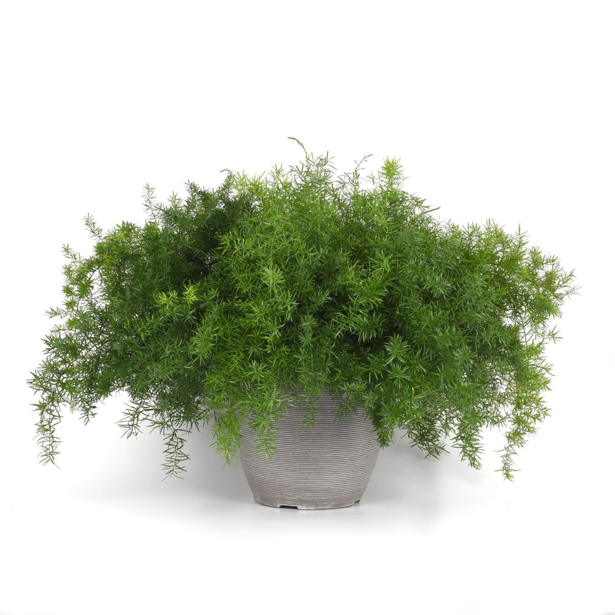 Szparag Sprengera - Asparagus densiflorus Sprengeri - nasiona szparagów - 12 szt.
