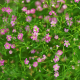 Gipsówka murawowa Garden Bride – Gypsophila muralis – nasiona gipsówki