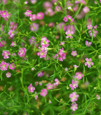 Gipsówka murawowa Garden Bride – Gypsophila muralis – nasiona gipsówki