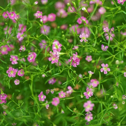 Gipsówka murawowa Garden Bride – Gypsophila muralis – nasiona gipsówki
