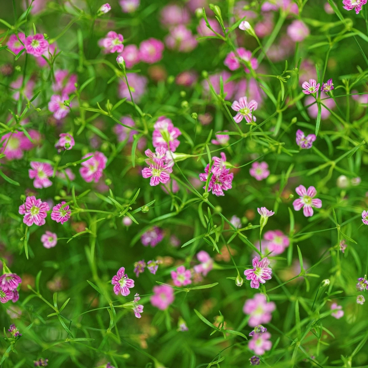 Gipsówka murawowa Garden Bride – Gypsophila muralis – nasiona gipsówki