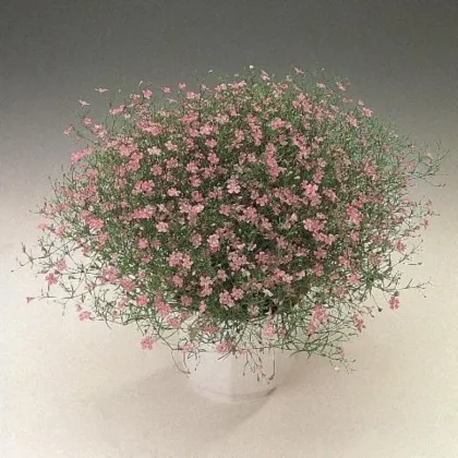 Gipsówka murawowa Garden Bride – Gypsophila muralis – nasiona gipsówki