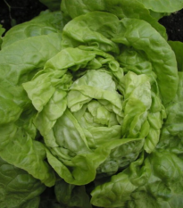 Sałata głowiasta Smaragd – Lactuca sativa – nasiona sałaty – 400 szt.