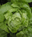 Sałata głowiasta Smaragd – Lactuca sativa – nasiona sałaty