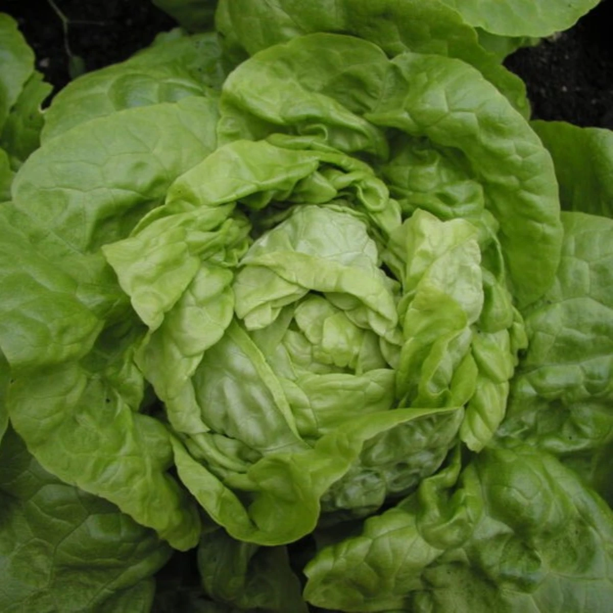 Sałata głowiasta Smaragd – Lactuca sativa – nasiona sałaty – 400 szt.