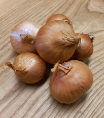 BIO Cebula szalotka Biztro - Allium cepa - bio cebulki - 150 g