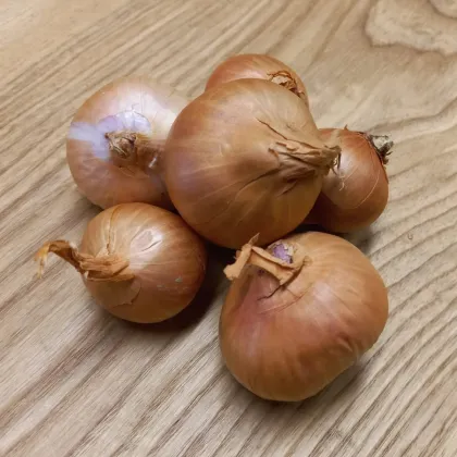 BIO Cebula szalotka Biztro - Allium cepa - bio cebulki - 150 g