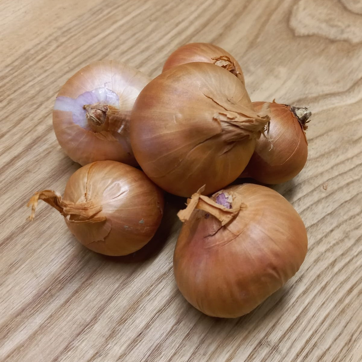 BIO Cebula szalotka Biztro - Allium cepa - bio cebulki - 150 g