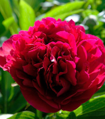 Piwonia Red Sarah Bernhardt - Paeonia lactiflora - bulwy piwonii - 1 szt.