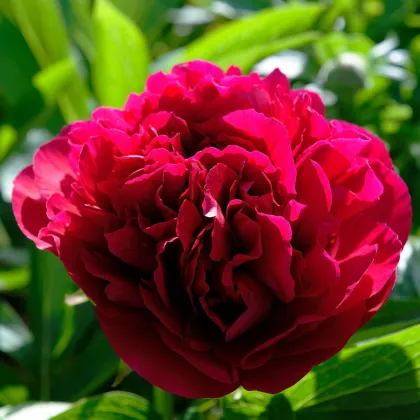 Piwonia Red Sarah Bernhardt - Paeonia lactiflora - bulwy piwonii - 1 szt.