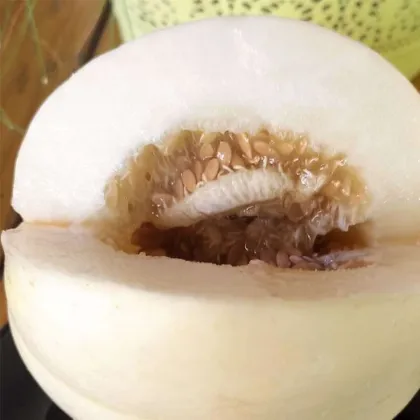 Nasiona melona – Melon cukrowy Kiku – Cucumis melo