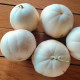 Nasiona melona – Melon cukrowy Kiku – Cucumis melo