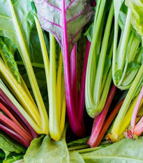 Nasiona mangoldu – BIO Mangold Fireworks – Beta vulgaris