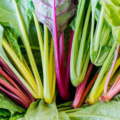 Nasiona mangoldu – BIO Mangold Fireworks – Beta vulgaris